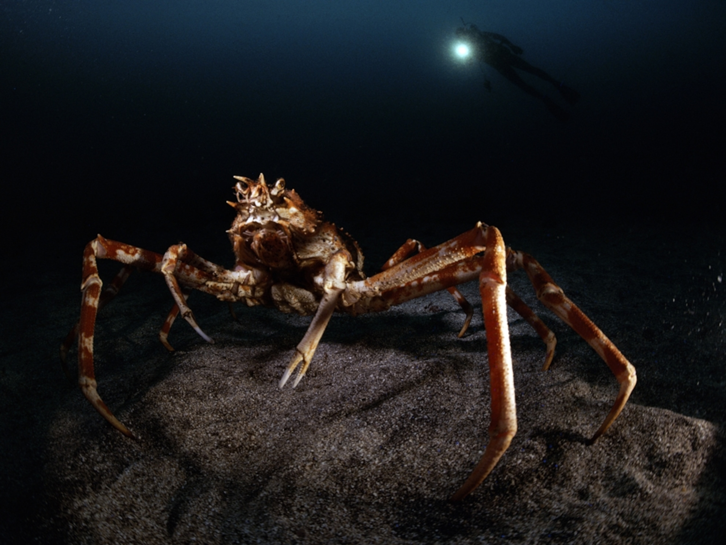Giant spider crab