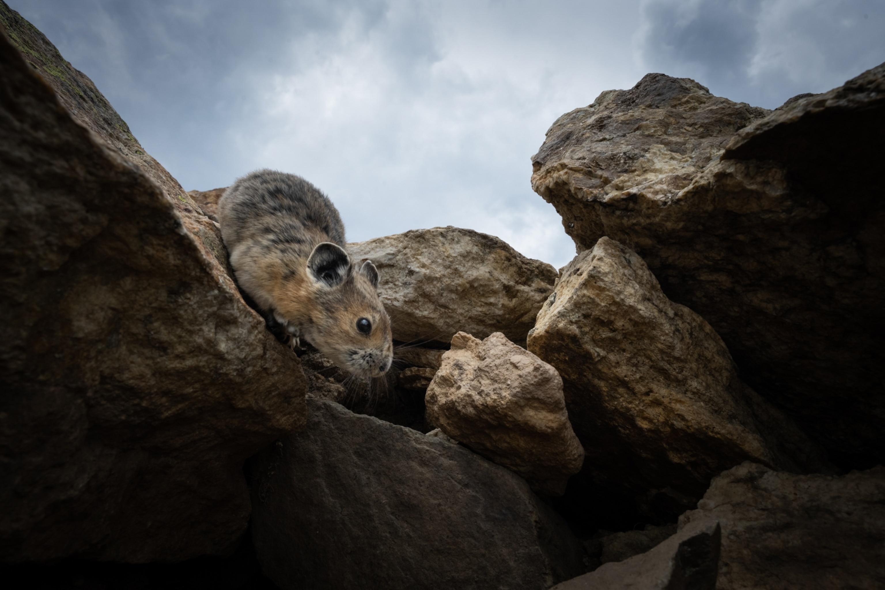 Picture of a Pika crawling down a set of rocks