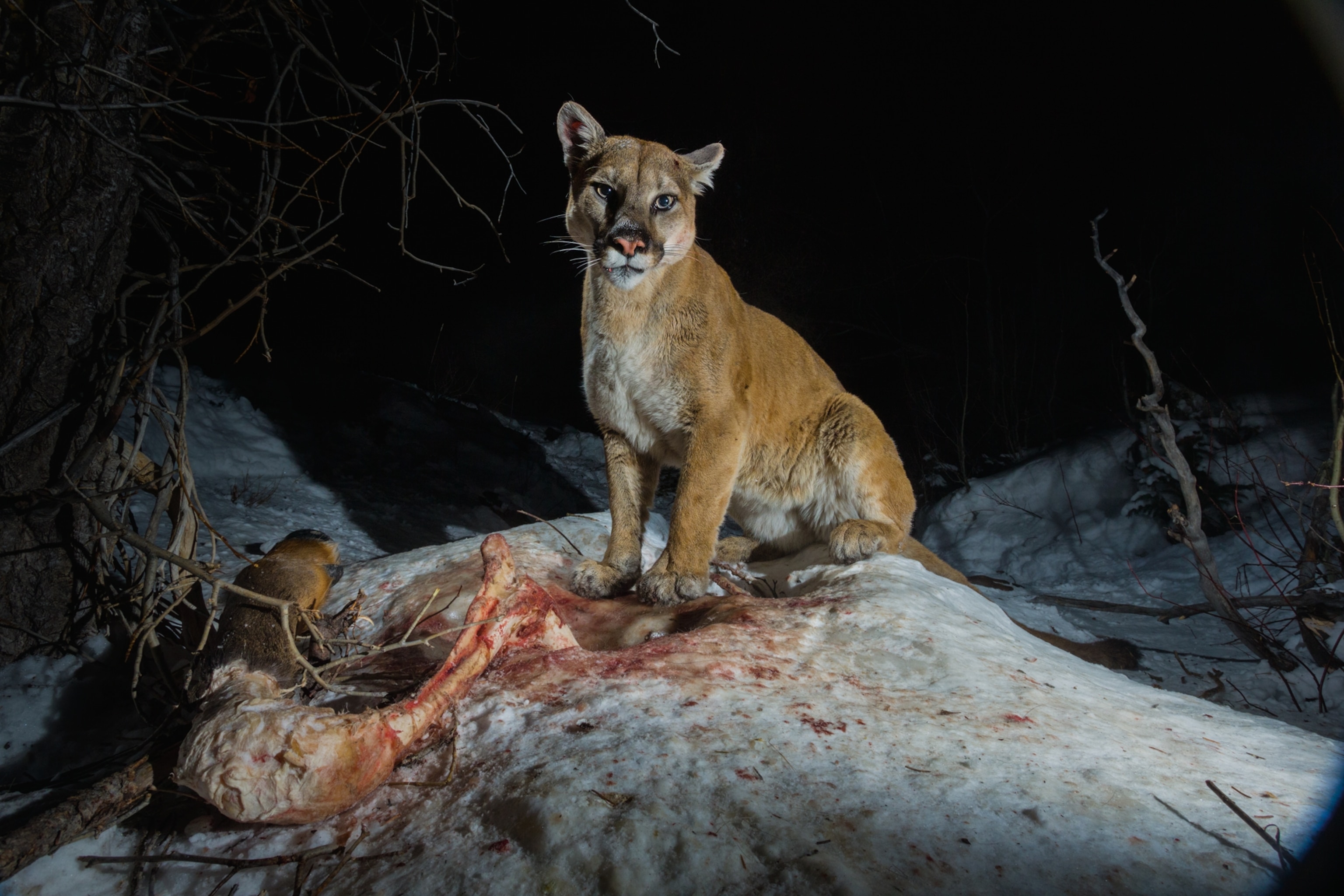 a cougar beside parts of a bloody carcass