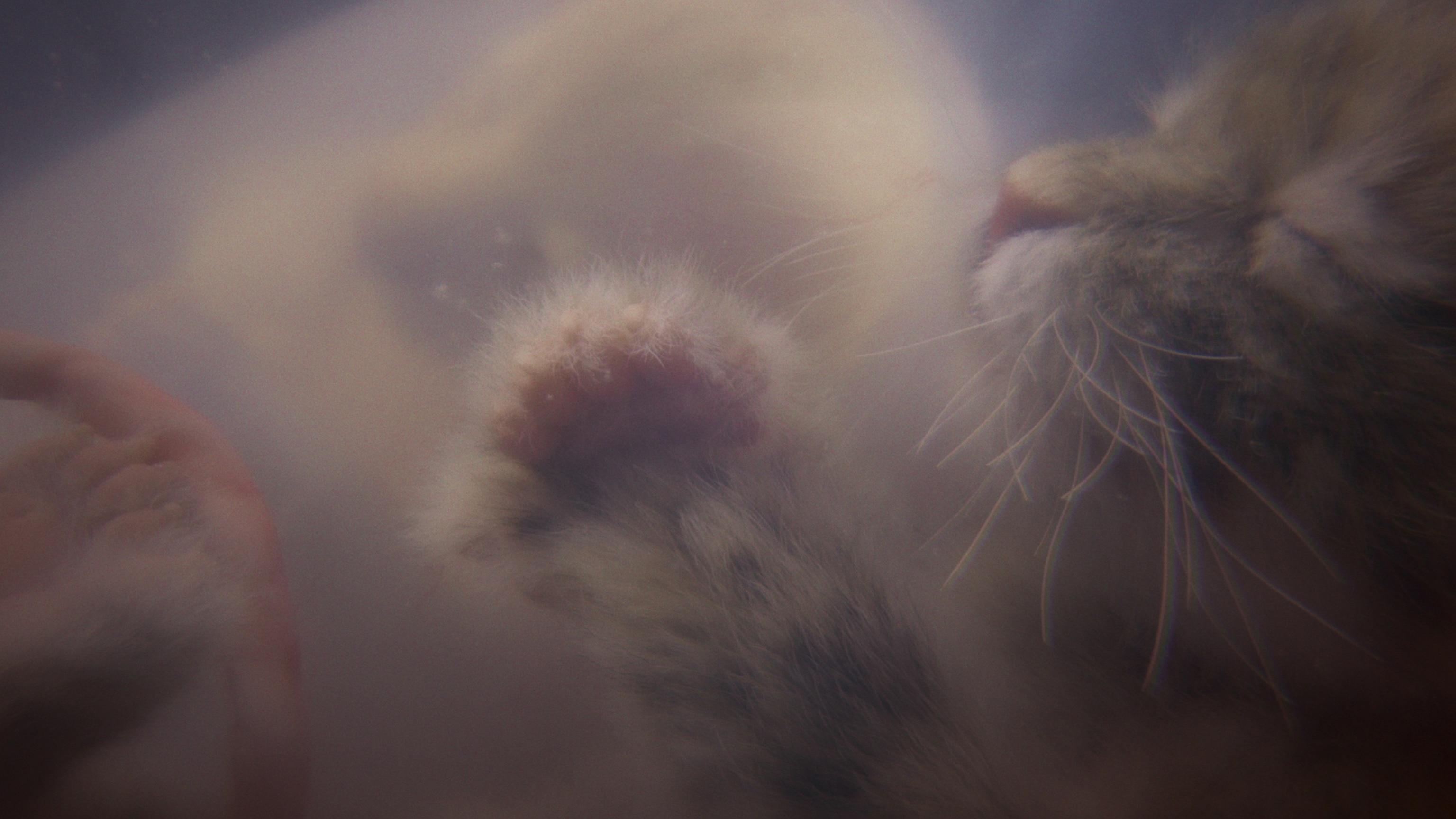 Picture of a simulation of a cat in the womb