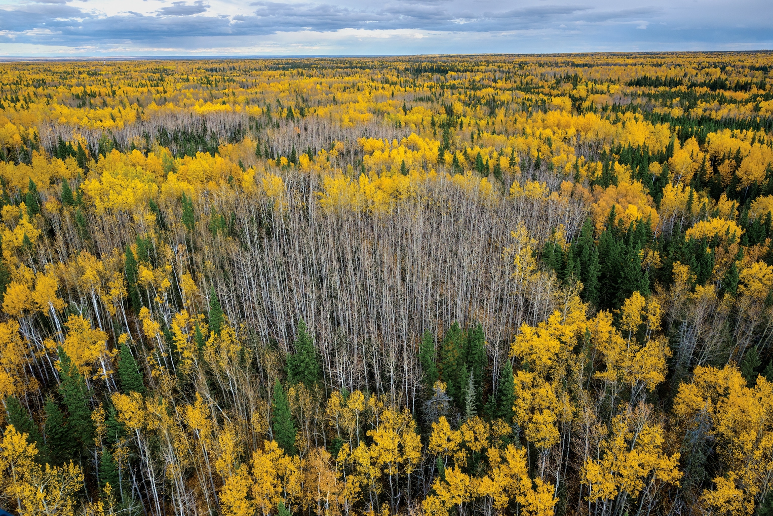 Picture of aerial photographs from Helicopter over yellow aspen grove.