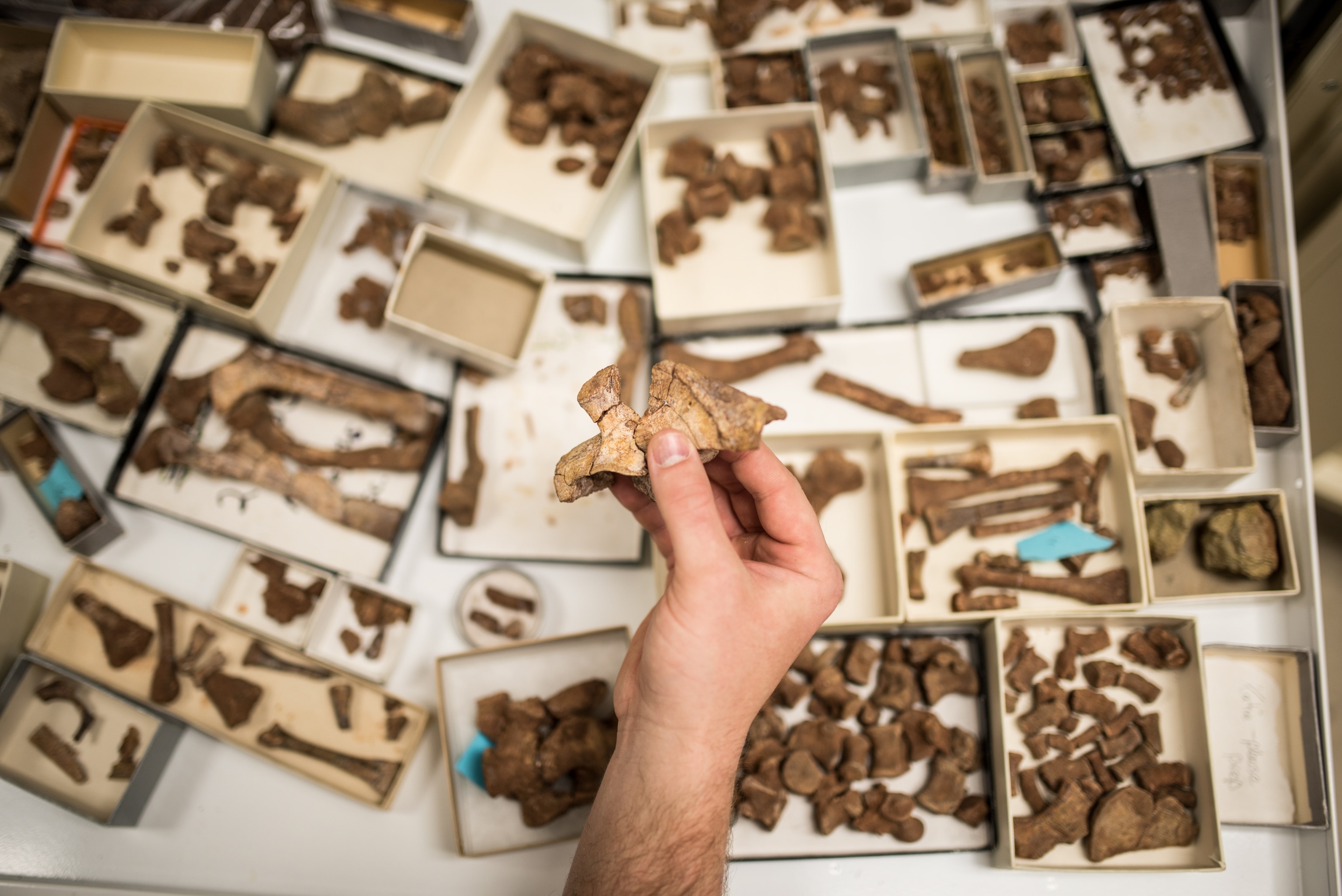 A hand holding the fossilized ilium of a Mbiresaurus above a tray of other fossils.