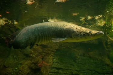 an arapaima