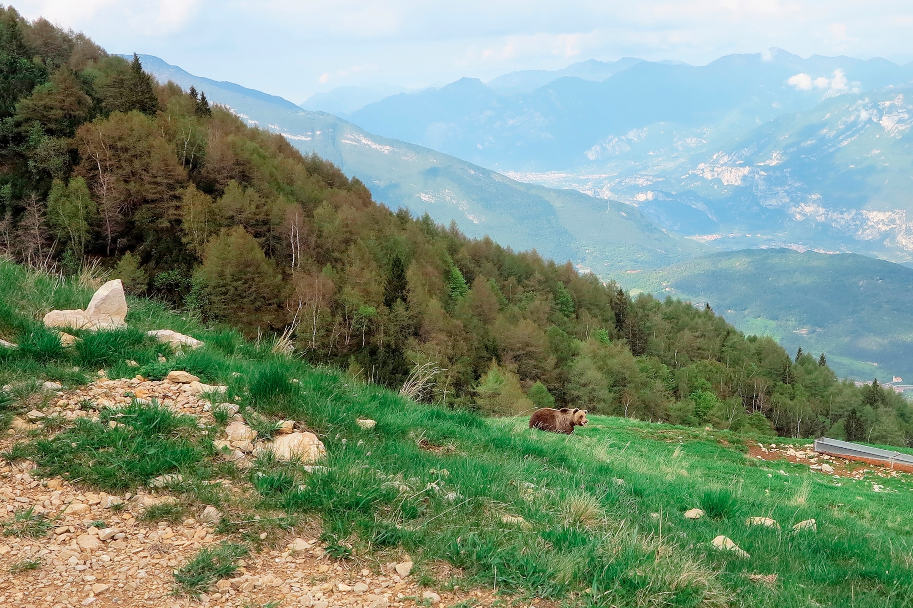 Wild brown bear in natural green summer alpine mountain landscape, Italy (Trentino)