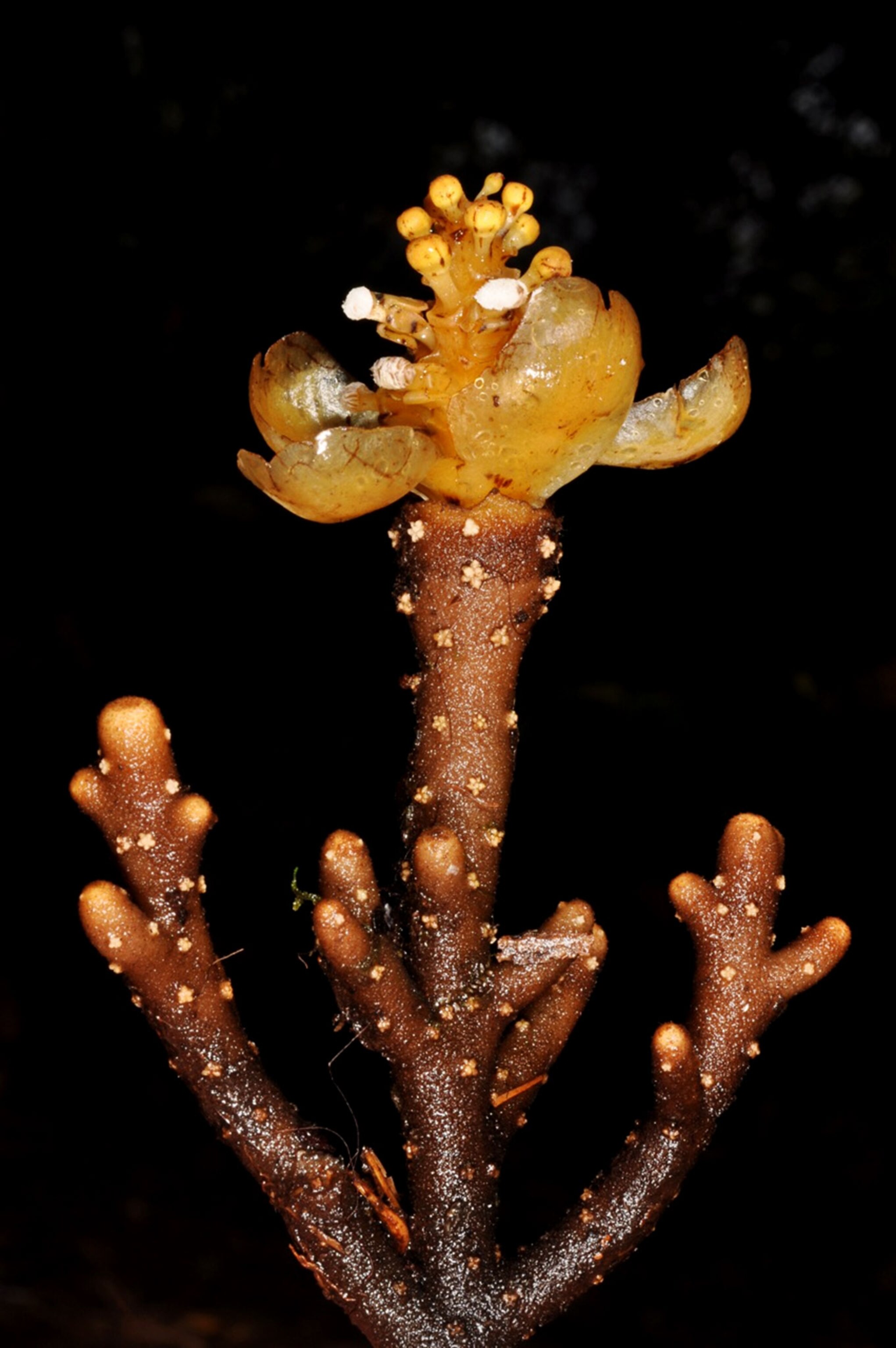 a parasitic tuber