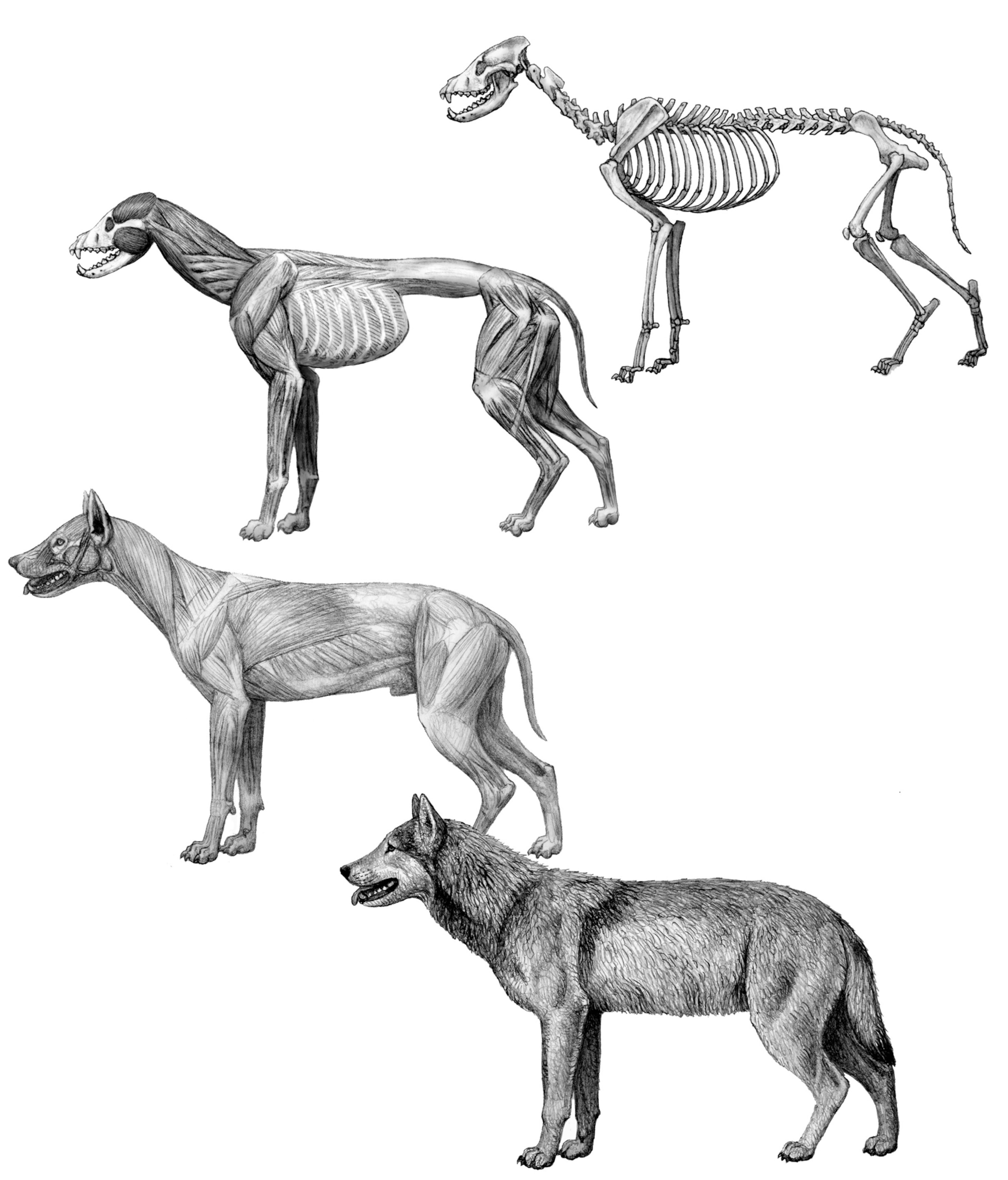 an anatomical drawing of four wolves
