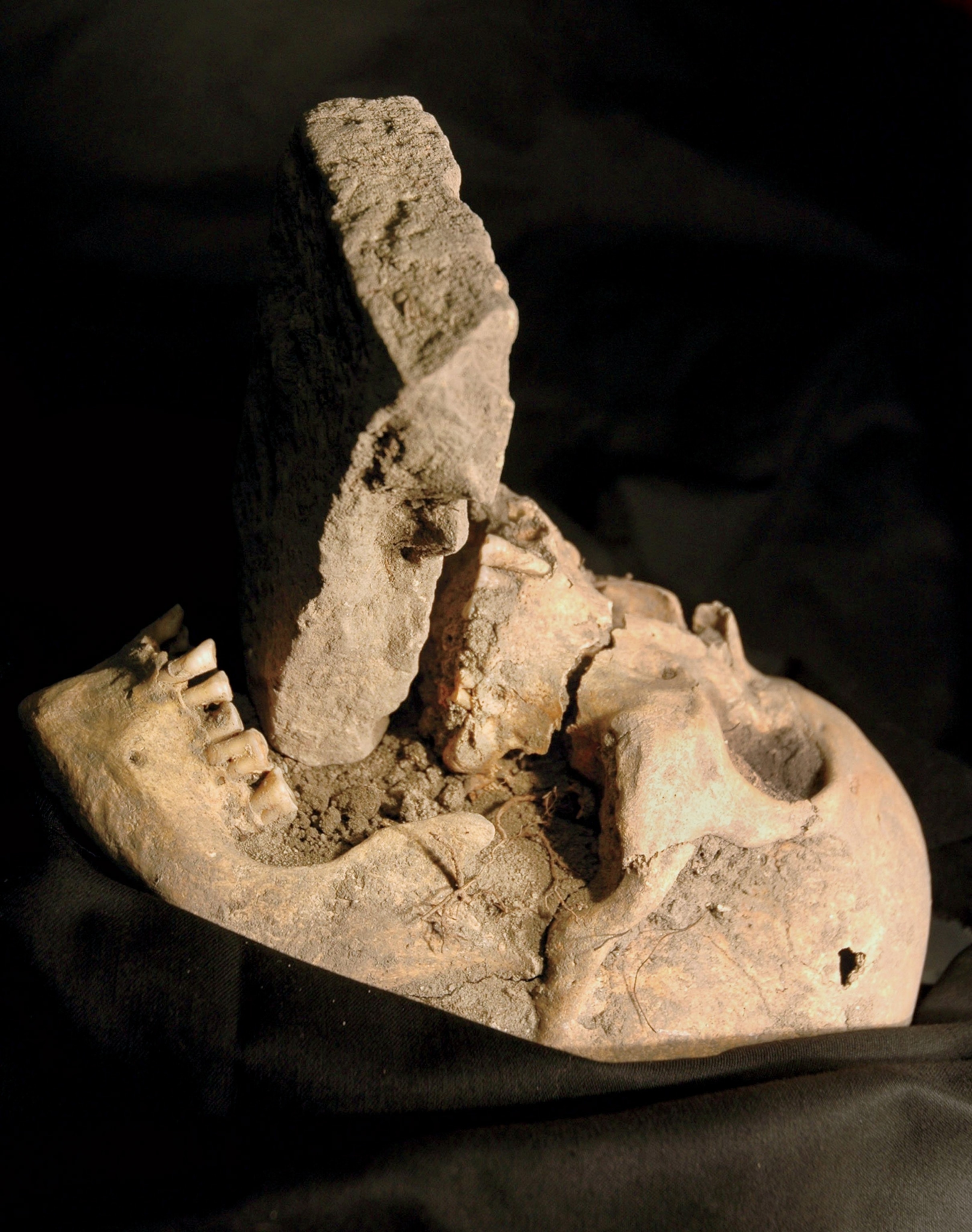 A skull is pictured