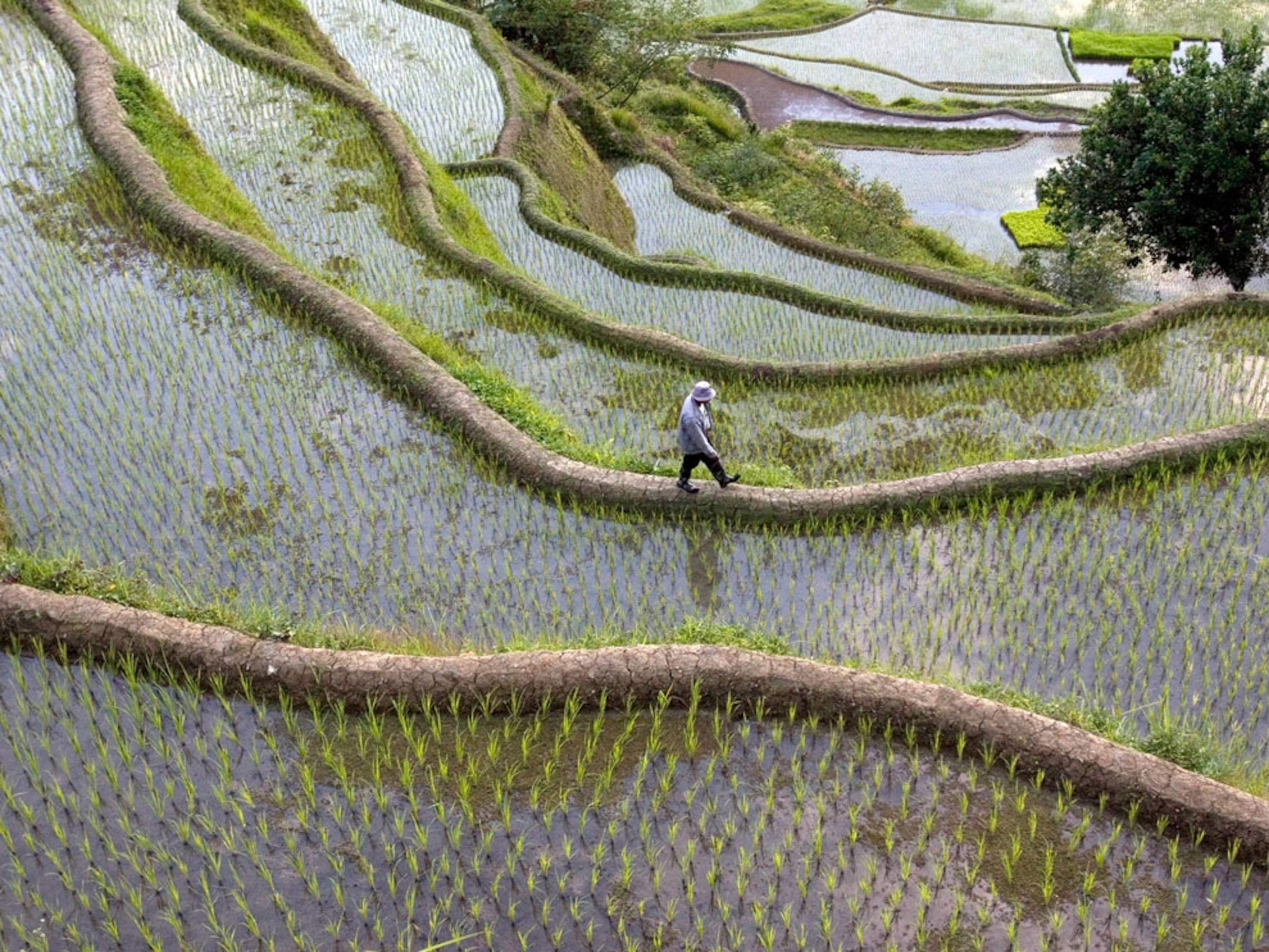 Farmer walking amid rice fields