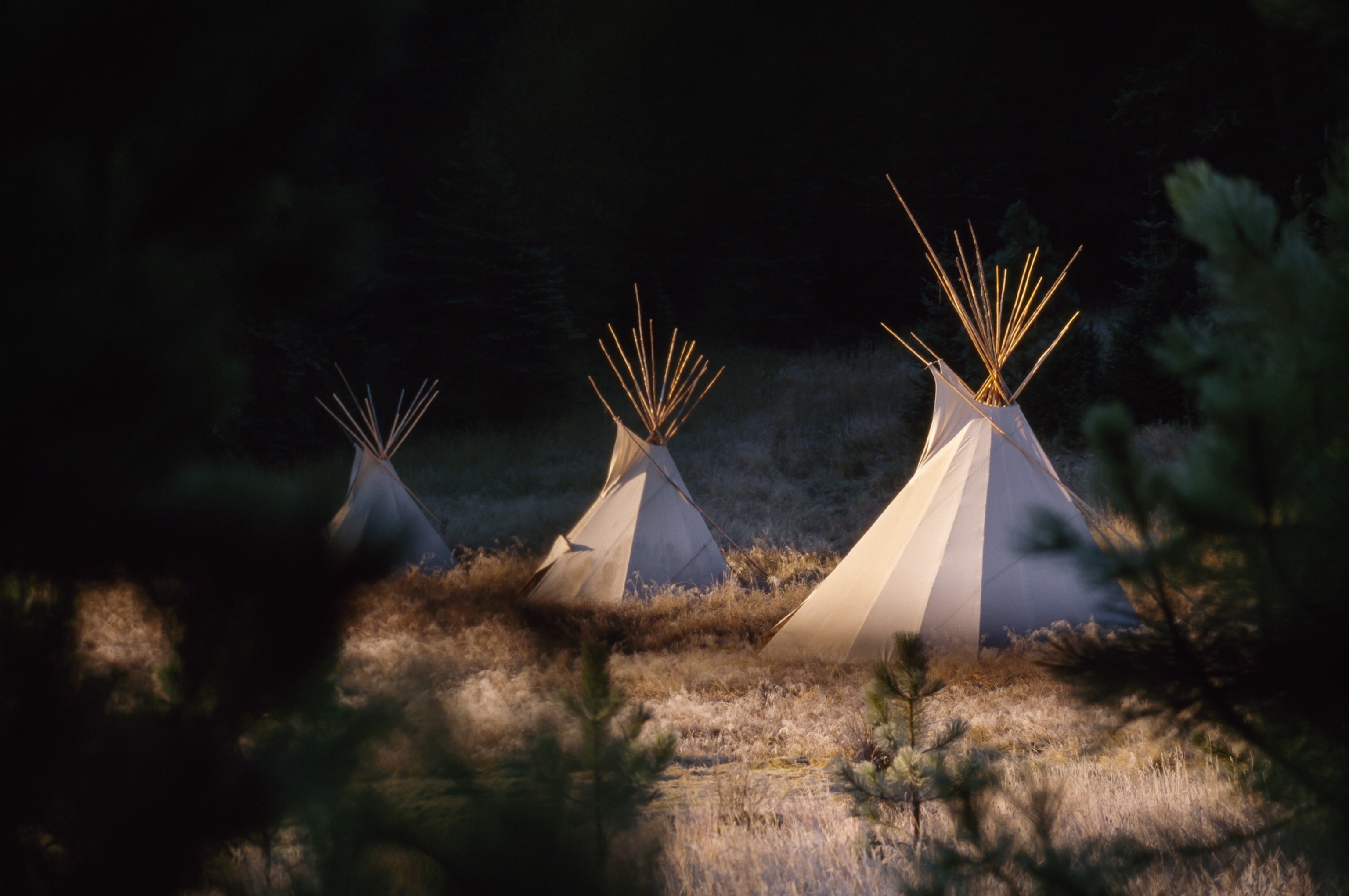White teepees in a sunny clearing.