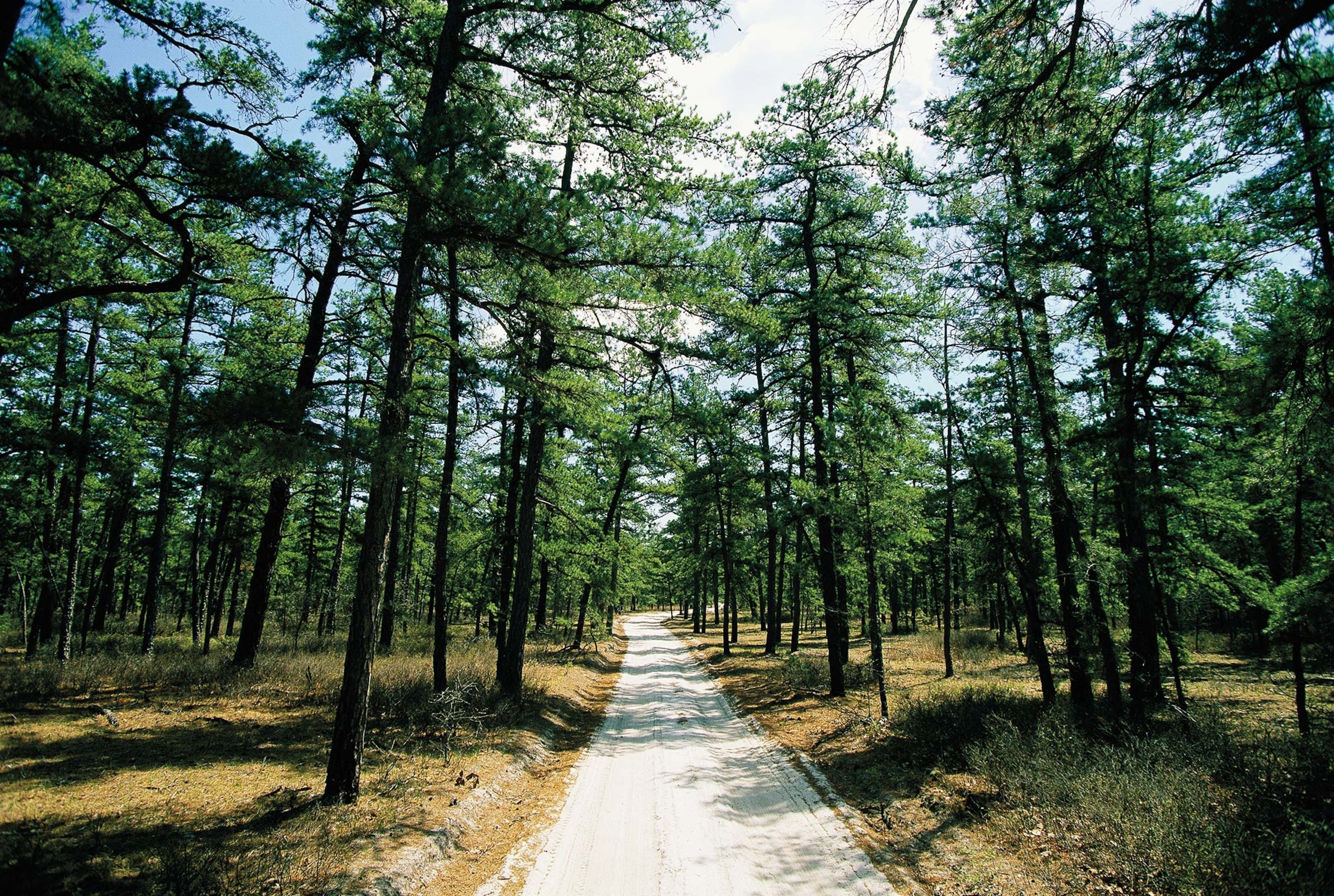 The Pine Barrens vast trees and a sandy path are pictured