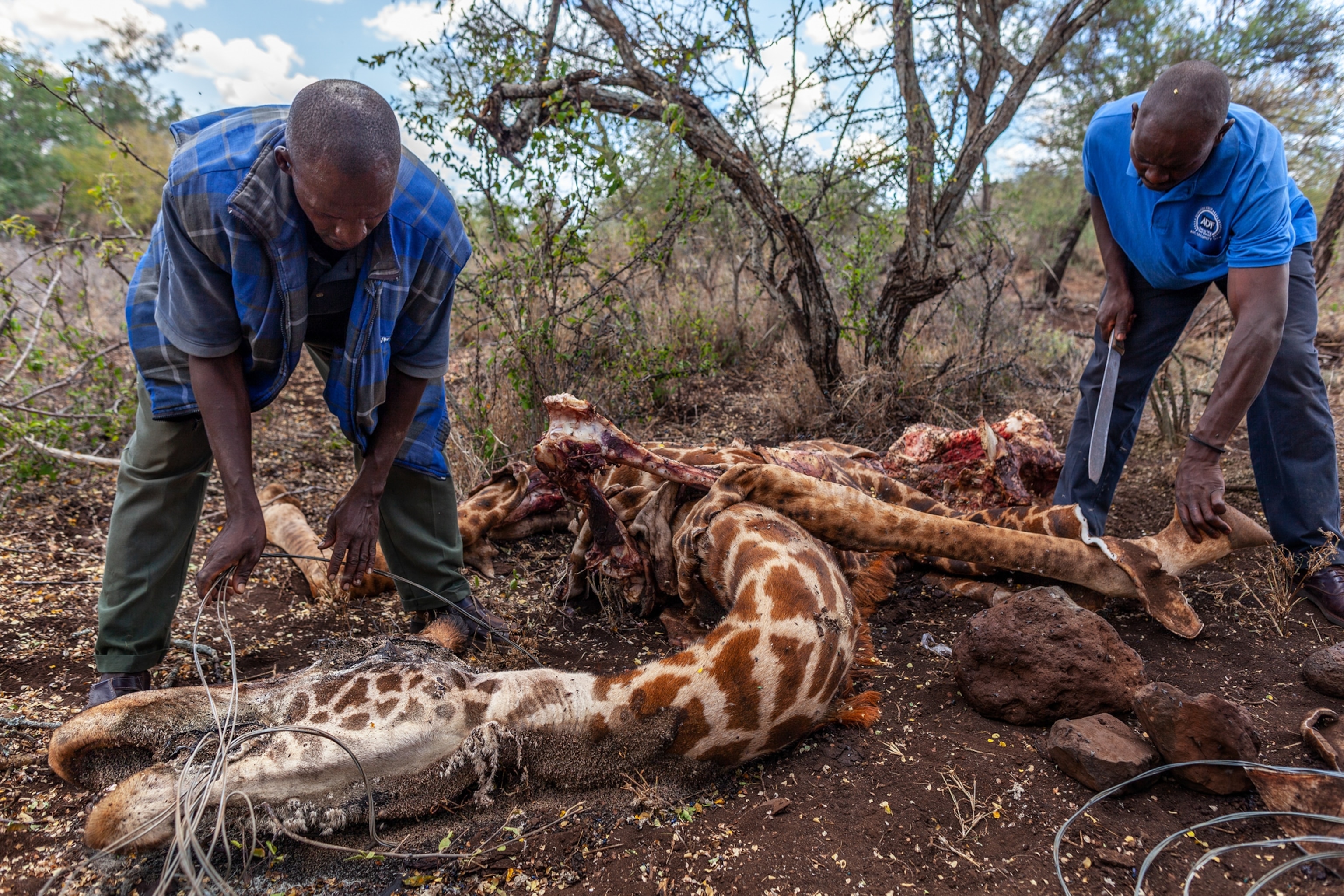 wildlife personnel pulling a dead giraffe from a poachers snare