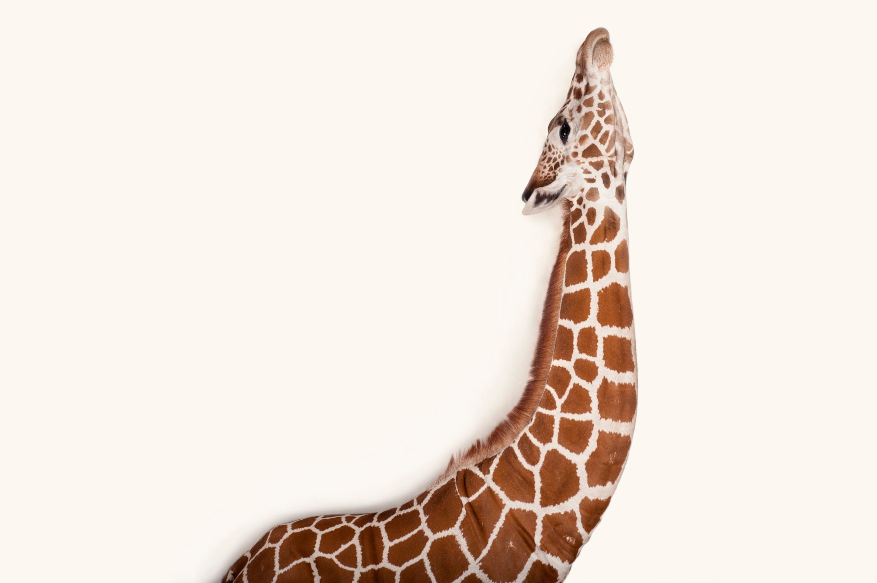 a reticulated giraffe
