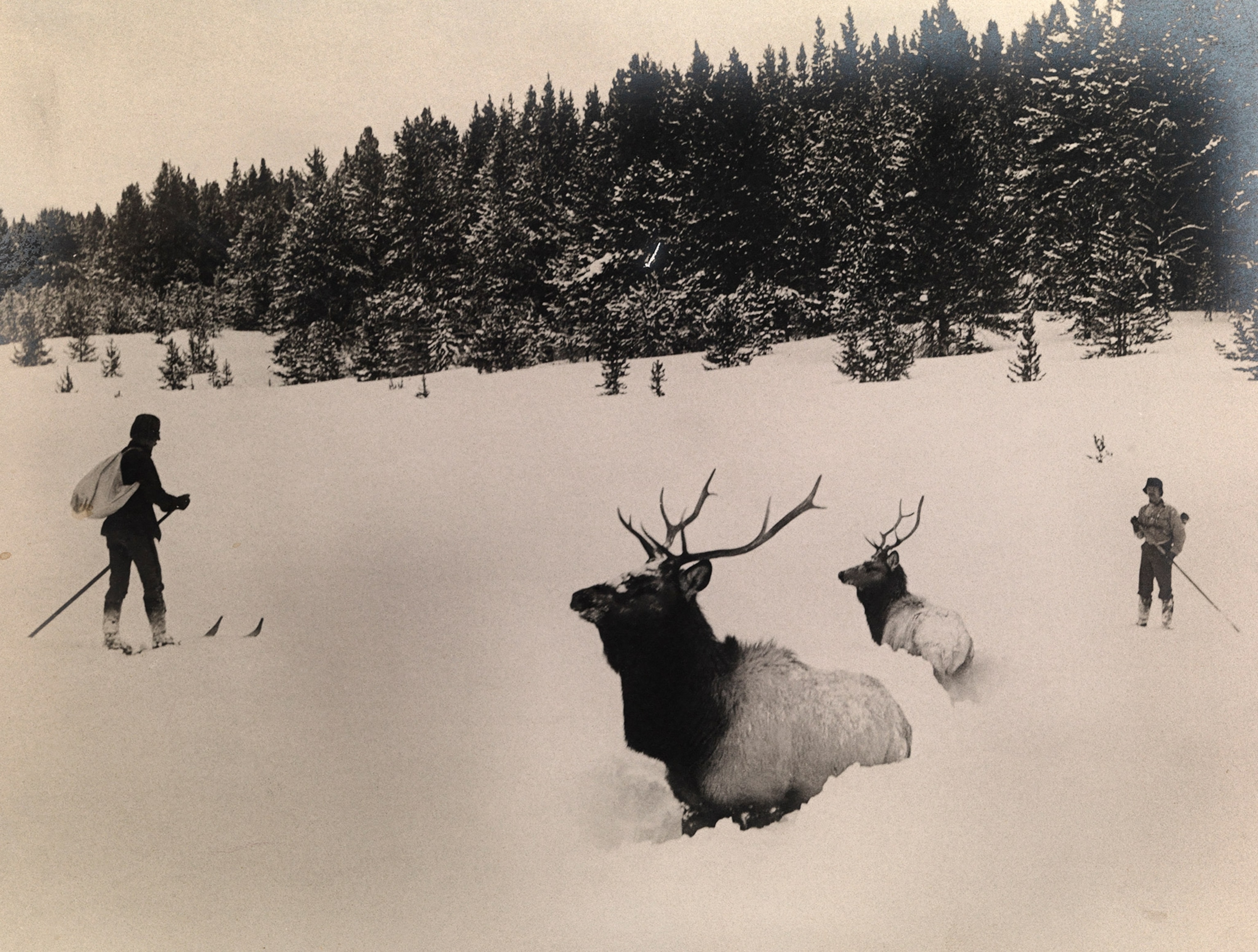 Elk in chest deep snow in view of cross country skiers. Yellowstone