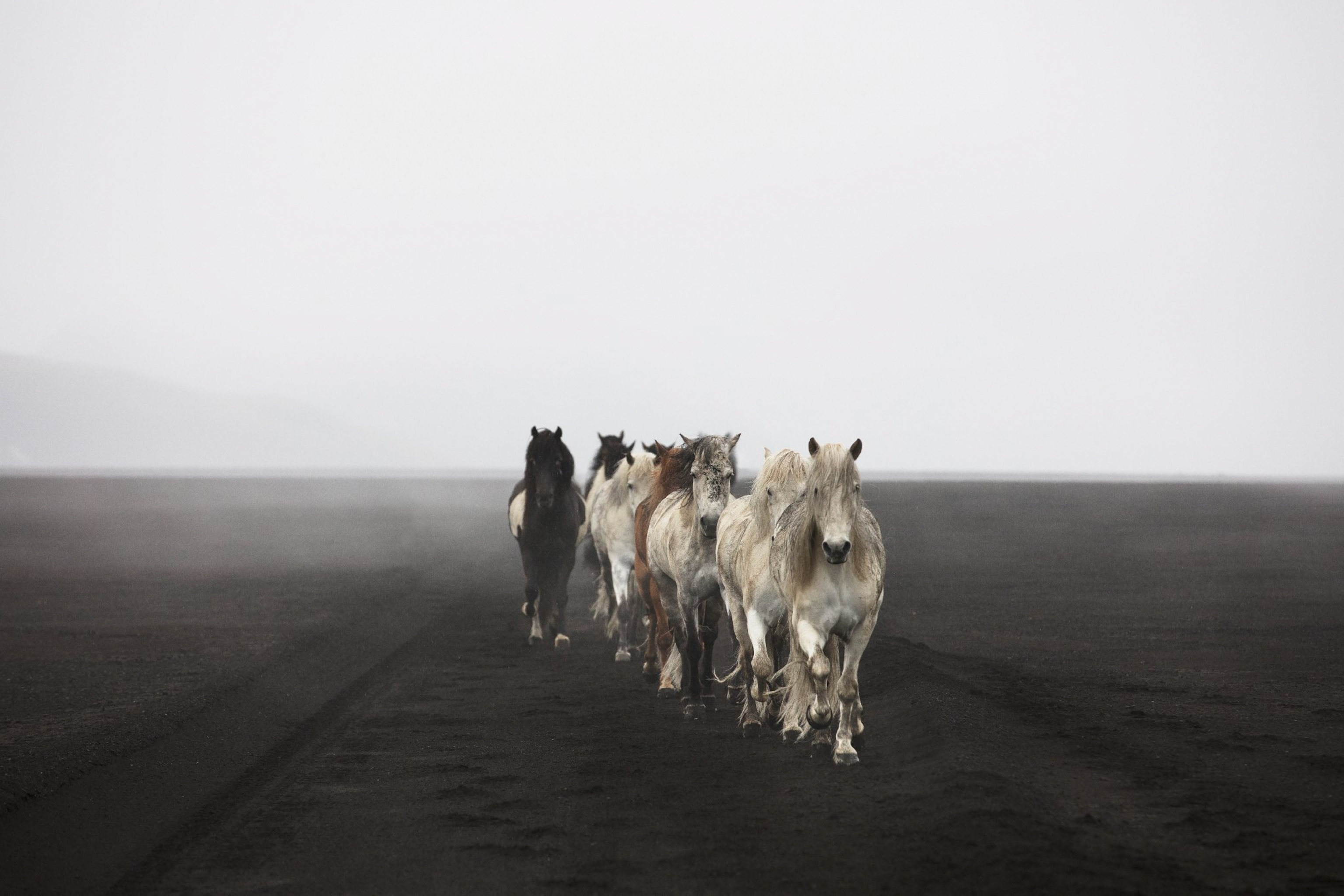 horses