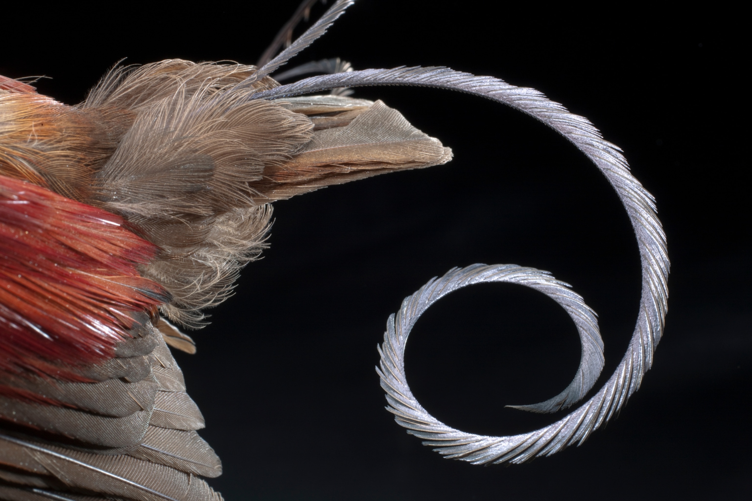 a sickle-shaped tail feather of a male Wilson's bird of paradise.