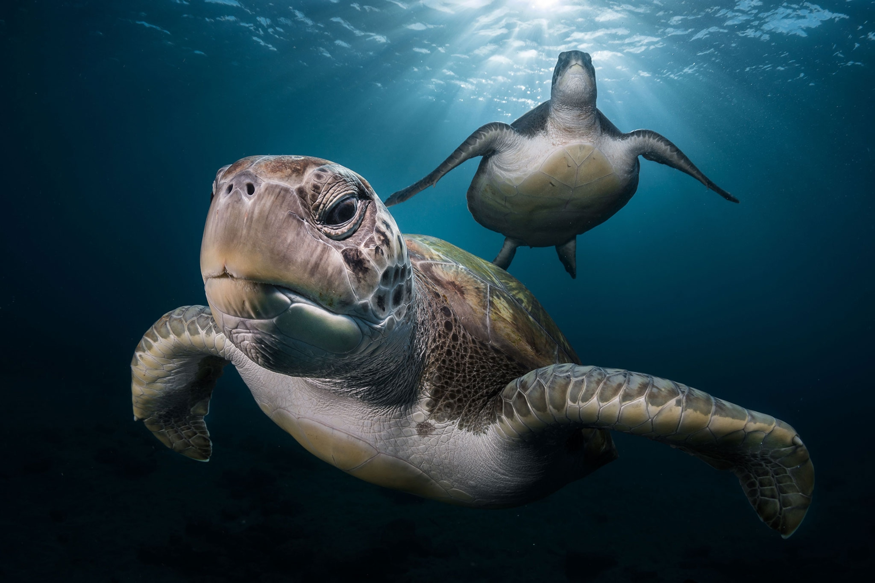 green turtles