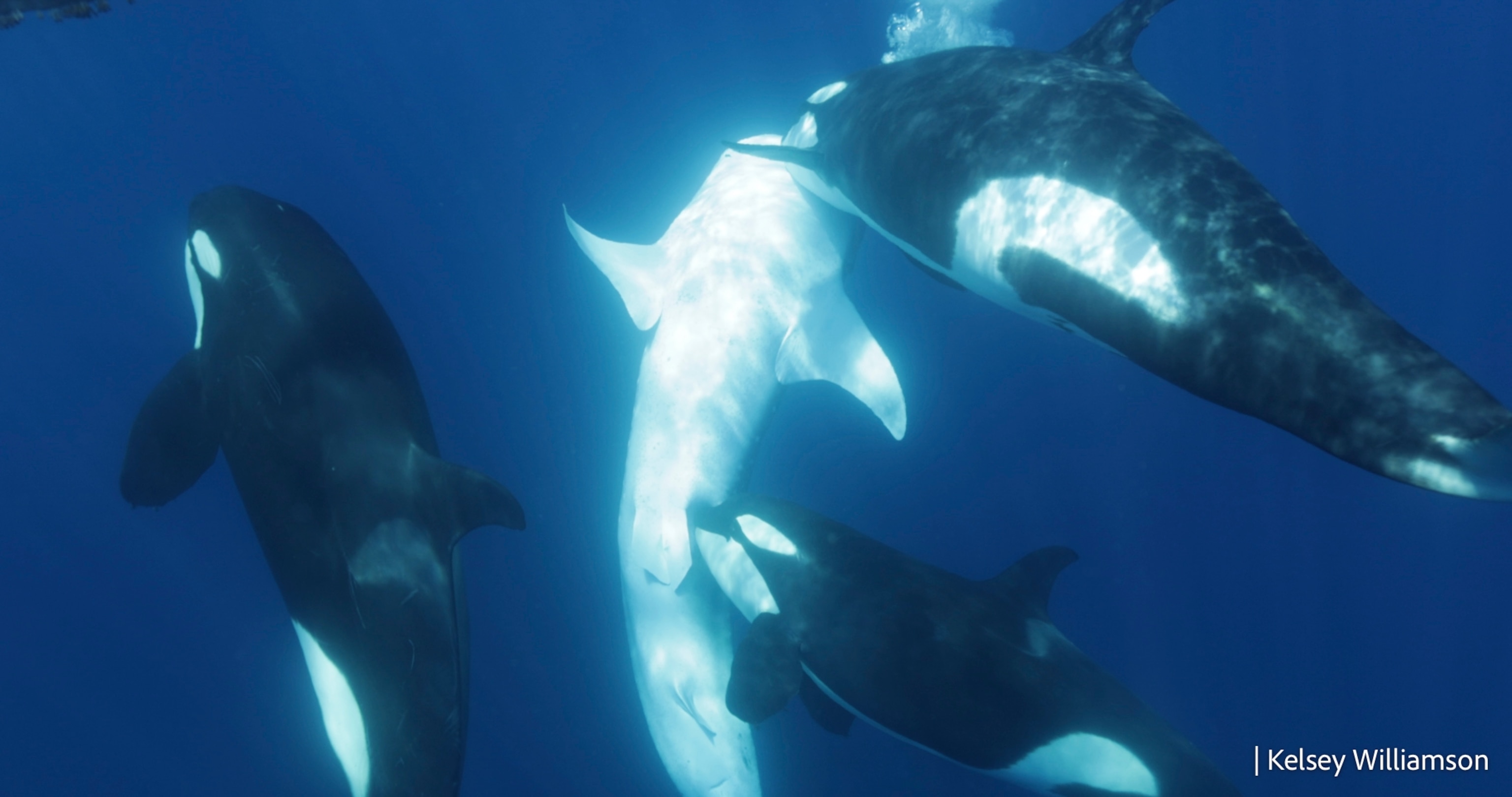 The whale shark is brought shallower to the surface and one orca is biting near the pelvic area. Credit: Kelsey Williamson.
