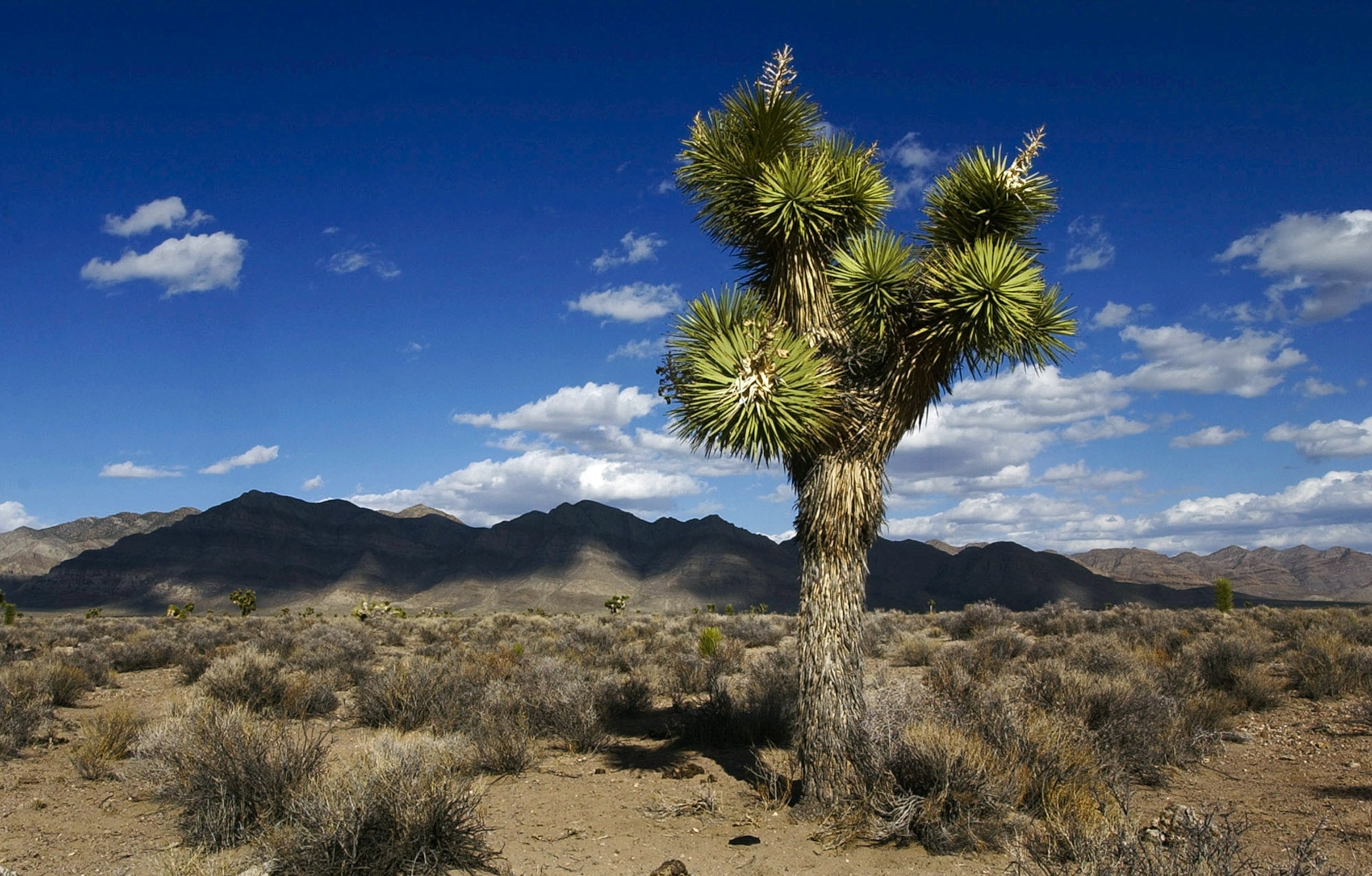 Joshua trees and sagebrush along a highway that borders Area 51.