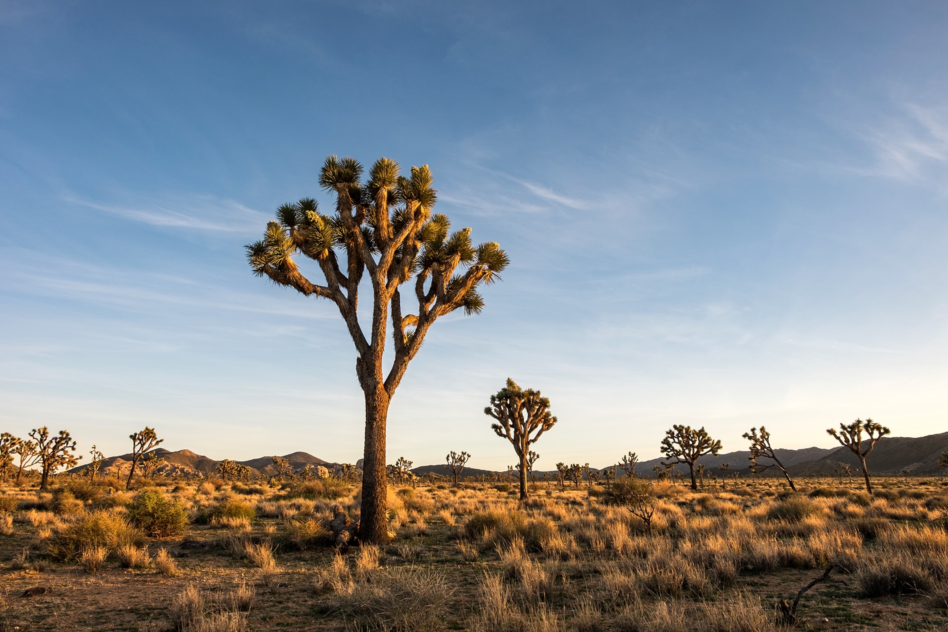 Joshua Tree National Park