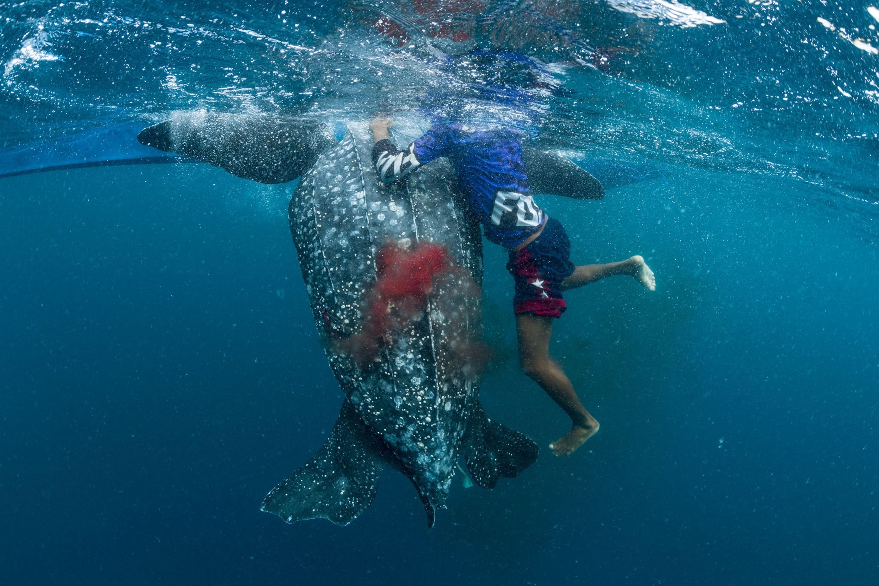 a bleeding leatherback sea turtle after it had been harpooned by indigenous hunters