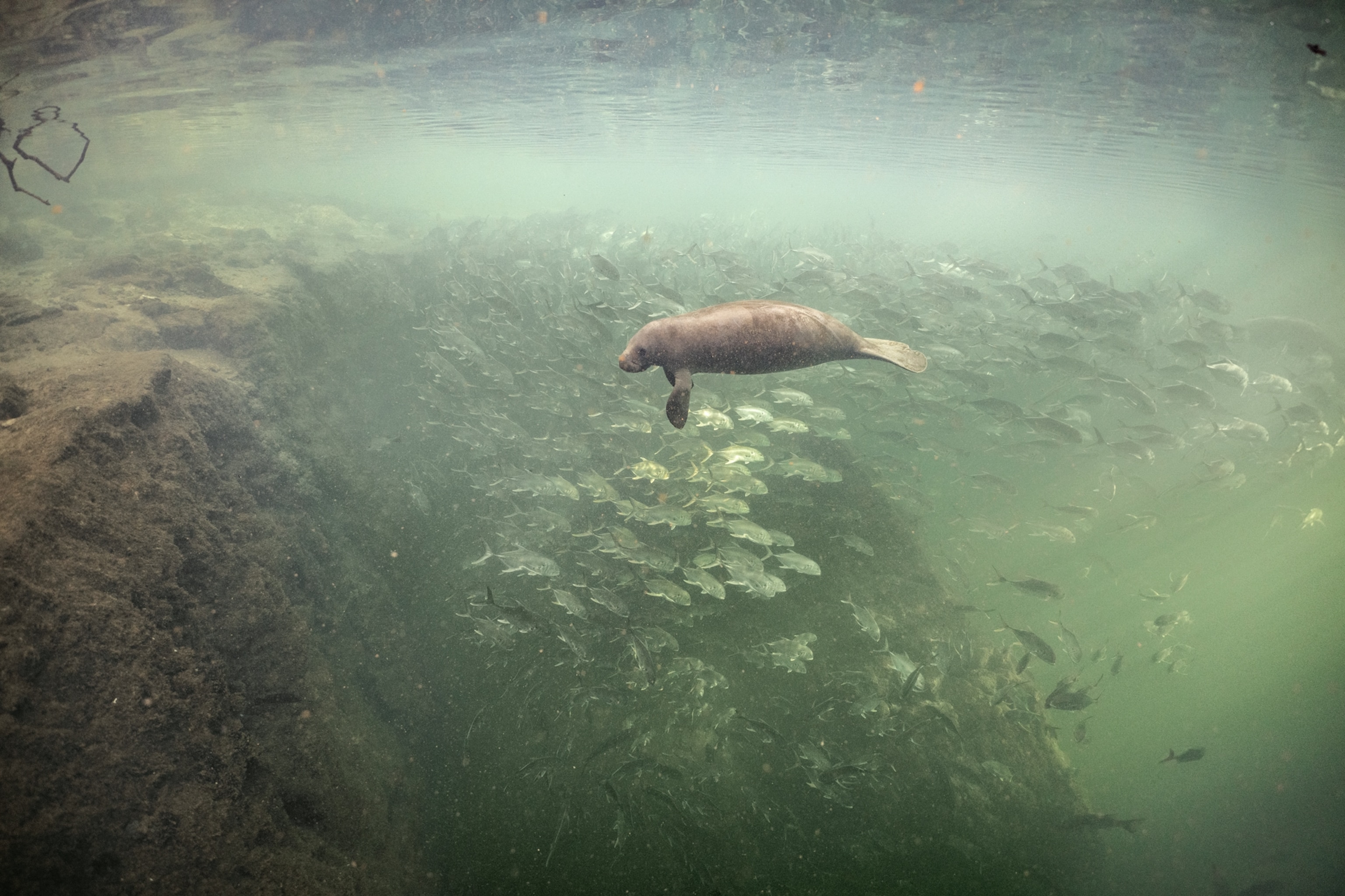 Picture of a manatee swimming just off an underwater cliff with hundreds of fish behind them.