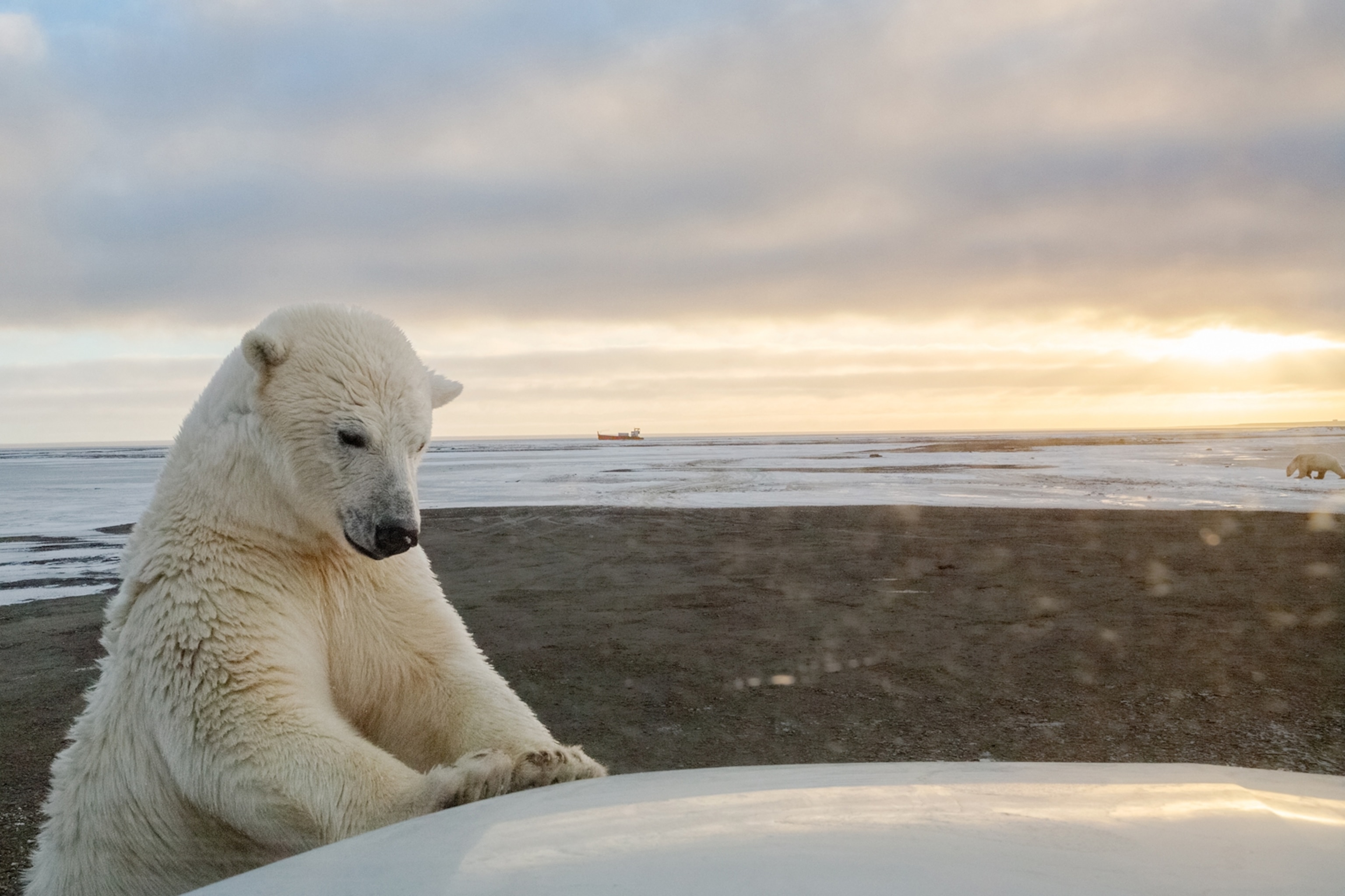 polar bear standing with his paws on car hood.