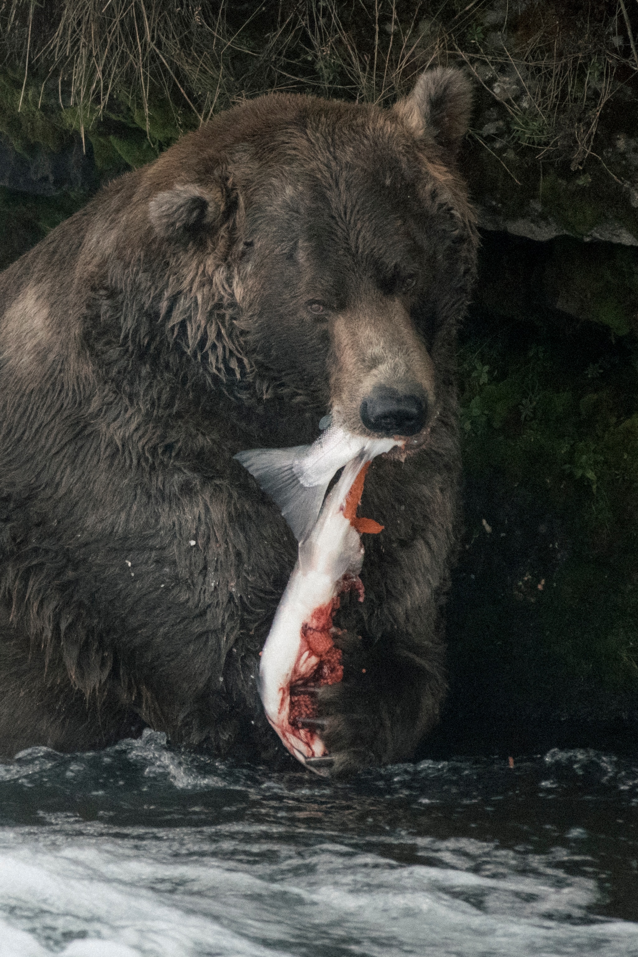 A brown bear eats a sockeye salmon