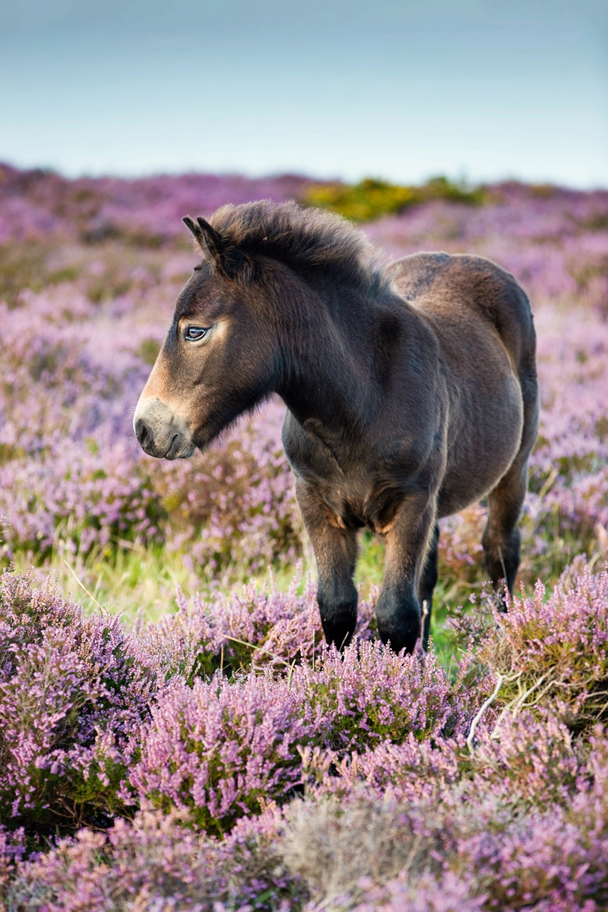A wild pony grazing through a flower meadow.