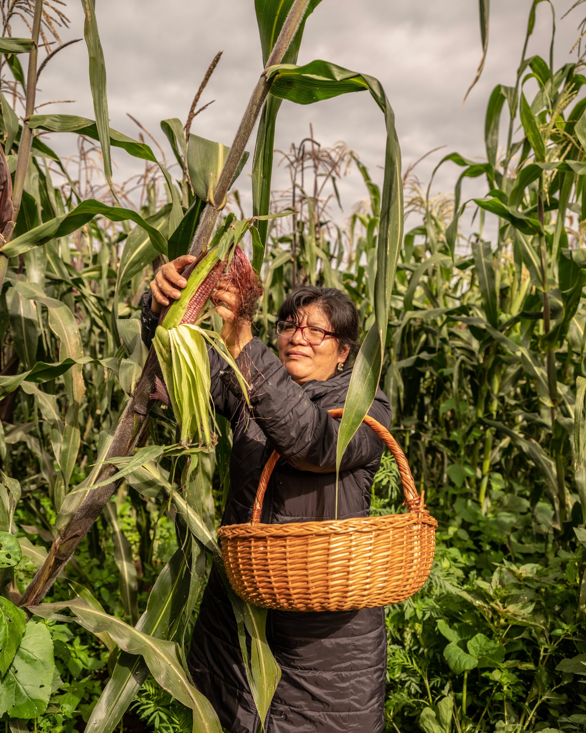 A woman picks corn that is red in hue