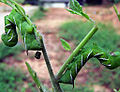 Thumbnail for version as of 02:45, 2 September 2006
