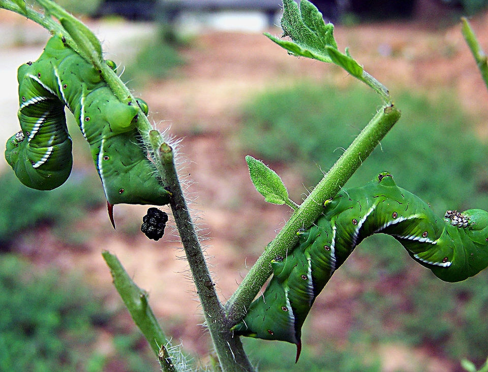 File:TomatoHornworm feces.jpg